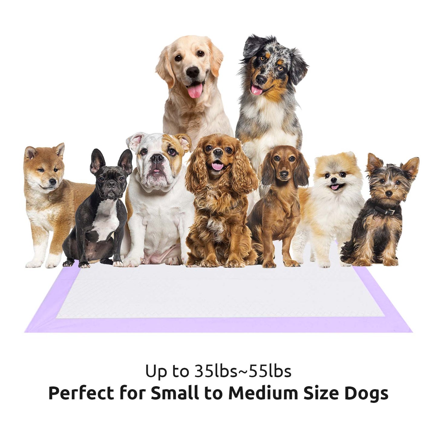 Puppy Pads Lavender 24" x 24" 50 Pieces