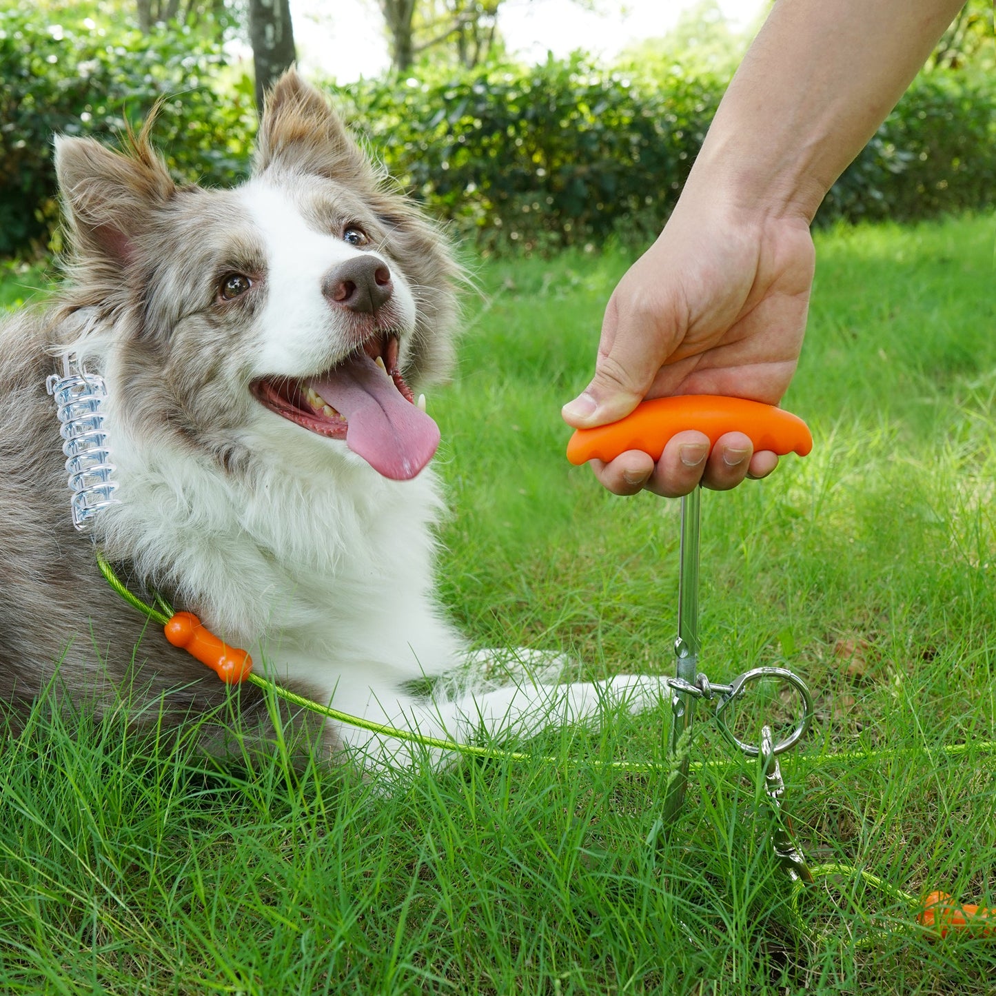 Tie-Out Cable & Spiral Stake with Spring